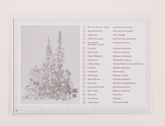 Thea Gouverneur - Counted Cross Stitch Kit - American Wildflowers - Aida - 16 Count - Embroidery Kits for Adults - Crafts - DMC Embroidery Threads and Other Cross Stitch Supplies Included - 554A