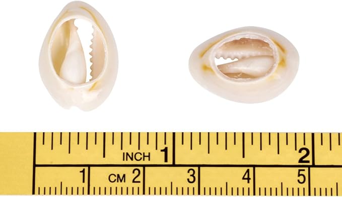 Cheriswelry 340pcs/500g Cowrie Shell Beads Natural Spiral Seashell Beach Shell Loose Spacer Beads Smooth Cut Cowrie Charms for DIY Bracelet Jewelry Making Vase Filler Fish Tanks Decor 18~20mm