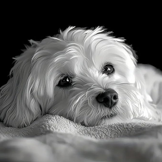 mrpwnle Dog Diamond Art Kits for Adults, White Cute Dog Diamond Painting Kits for Adults, 5D Diamonds Painting Kit, DIY Full Round Drill Gem Art Crafts Kit, Home Wall Decor Gifts 11.8x11.8inch