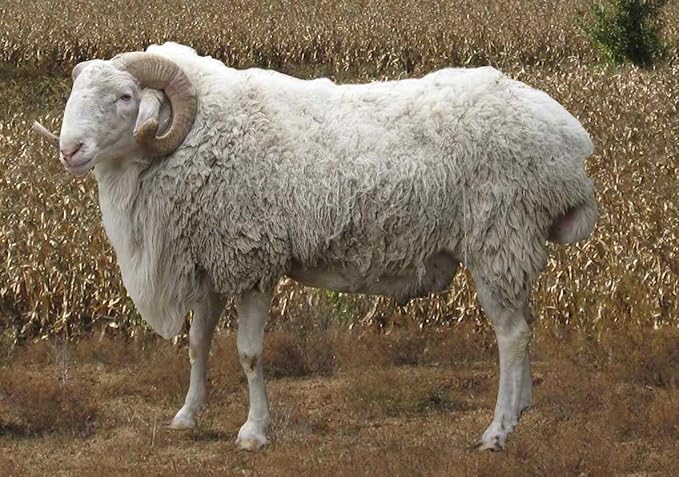 iMongol Carded Lambs Wool Stuffing Batting for Needle Felting, Knitted Crafts, Bright Creations, Pillow Filler, Stuffed Animals, Cushions,Super Clean Fine, Natural White(3.6oz / 100grams)